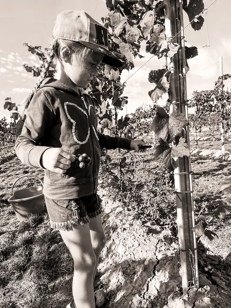 Una bambina taglia i grappoli durante la vendemmia