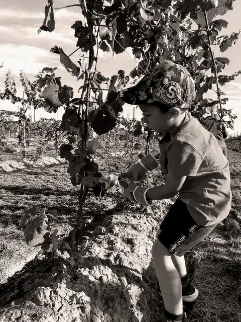 Un bambino lavora tra le viti