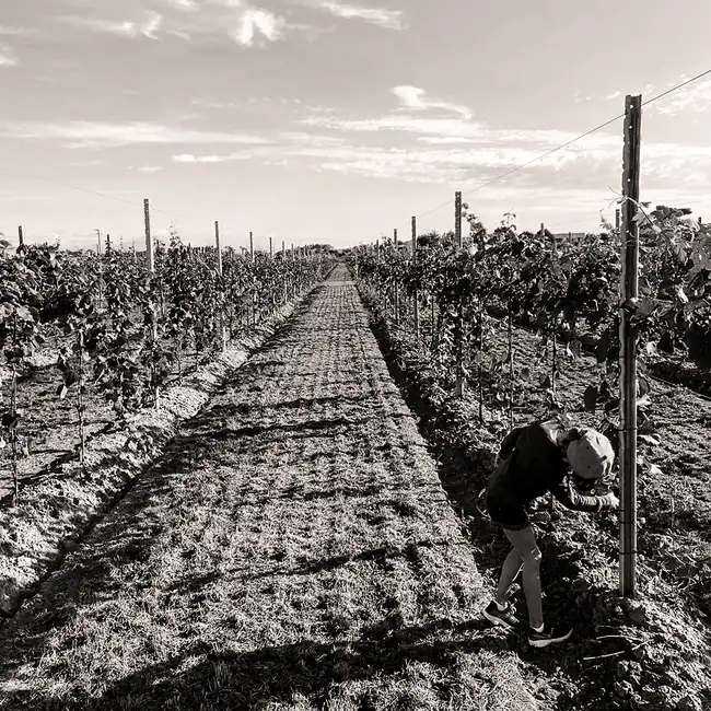 Filari del vigneto giovane in prospettiva