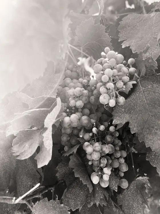 Grappoli d'uva tra le foglie della vite
