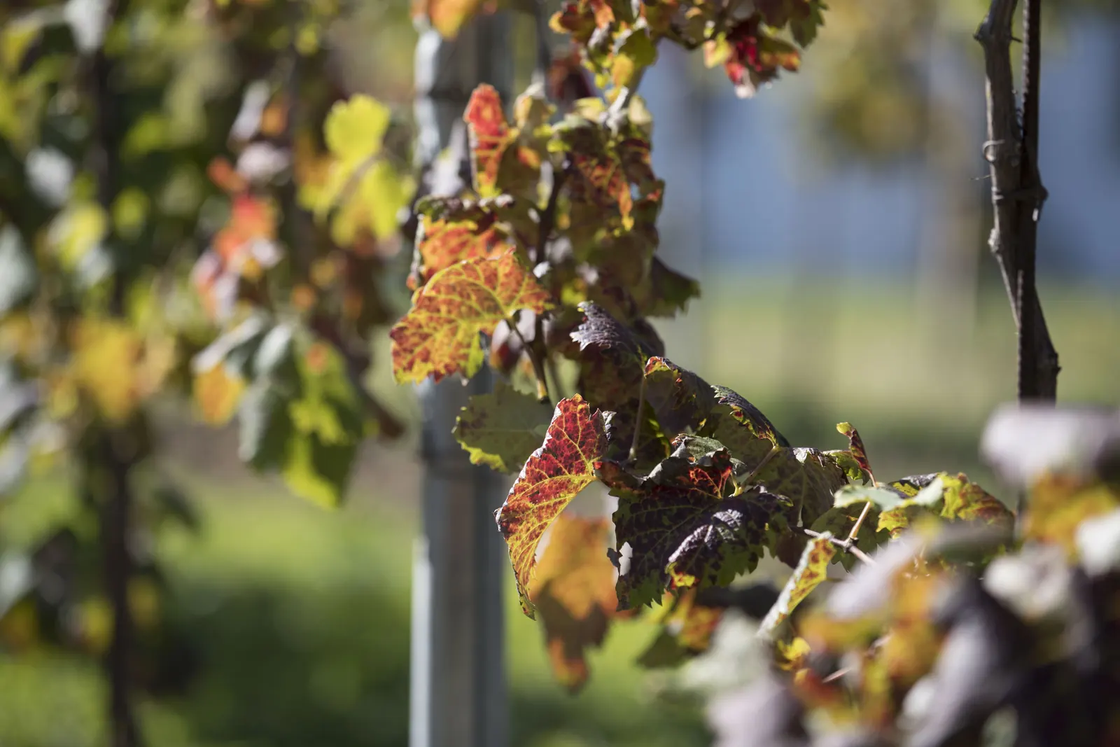 Filari del vigneto in autunno